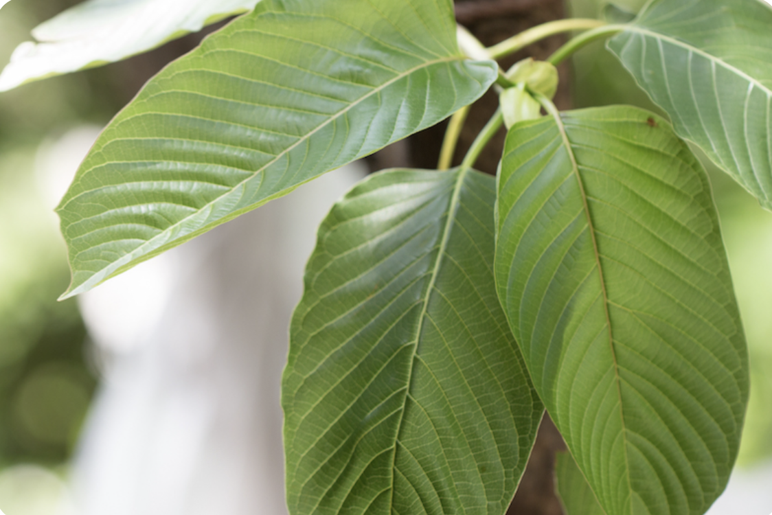 Understanding the Shift: The Science, Risks, and Reality of Kratom and High-Potency Alkaloids
