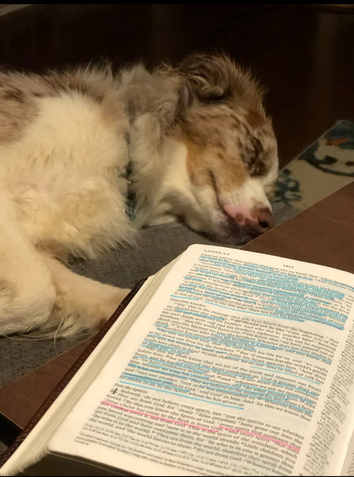 Dog resting beside an open, highlighted Bible